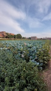 A vast agricultural field filled with green leafy crops extends toward the horizon. In the distance, several buildings are visible, some with palm trees nearby. The sky above is partly cloudy with patches of blue.