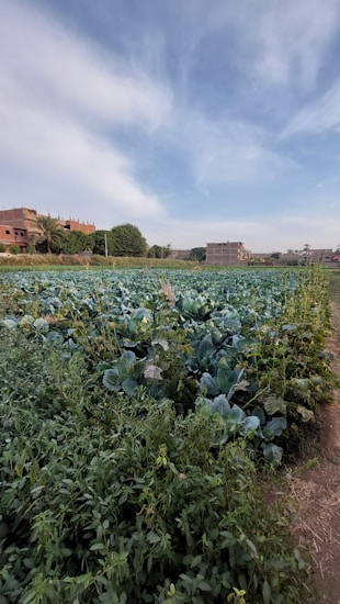 A vast agricultural field filled with green leafy crops extends toward the horizon. In the distance, several buildings are visible, some with palm trees nearby. The sky above is partly cloudy with patches of blue.