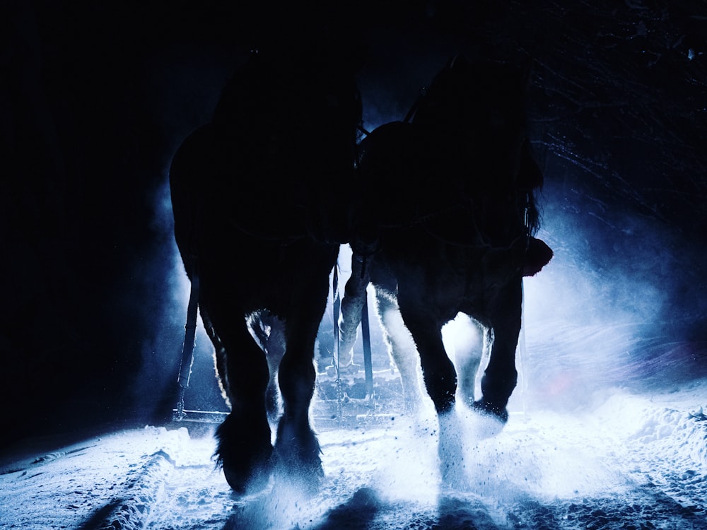 a couple of horses that are walking in the snow