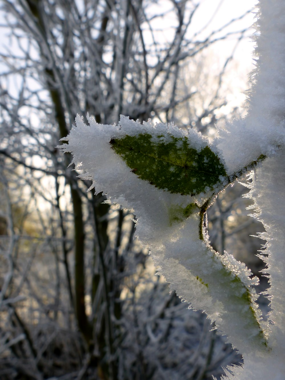 a close up of a leaf covered in snow