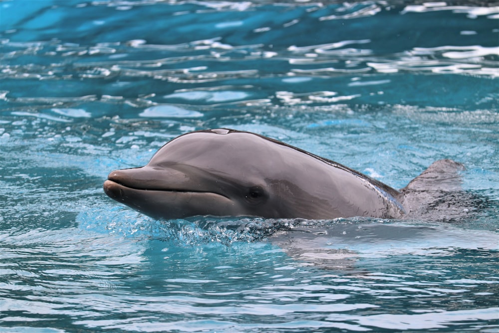 a dolphin swimming in a pool of water