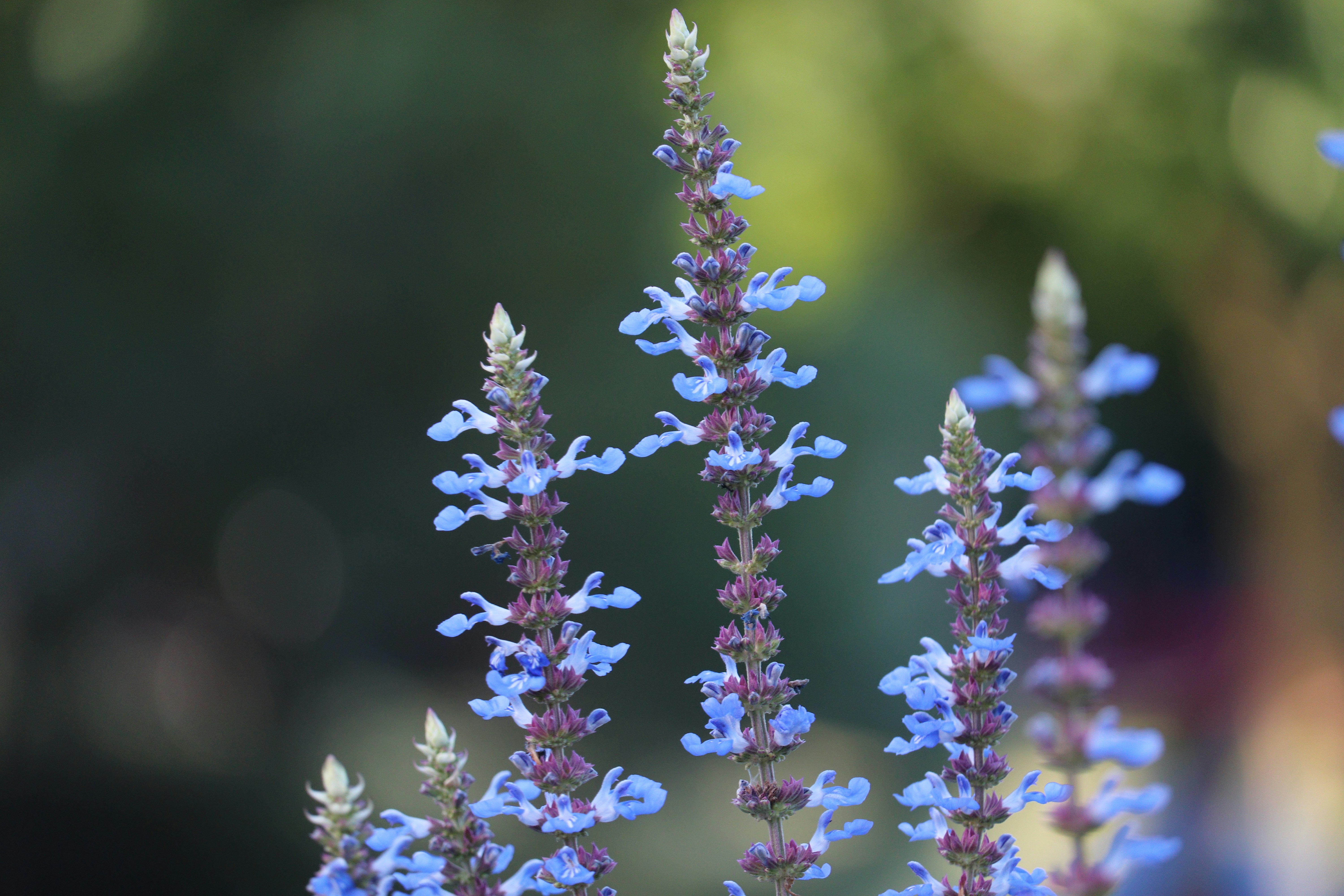 Photo by sandeepsapkota