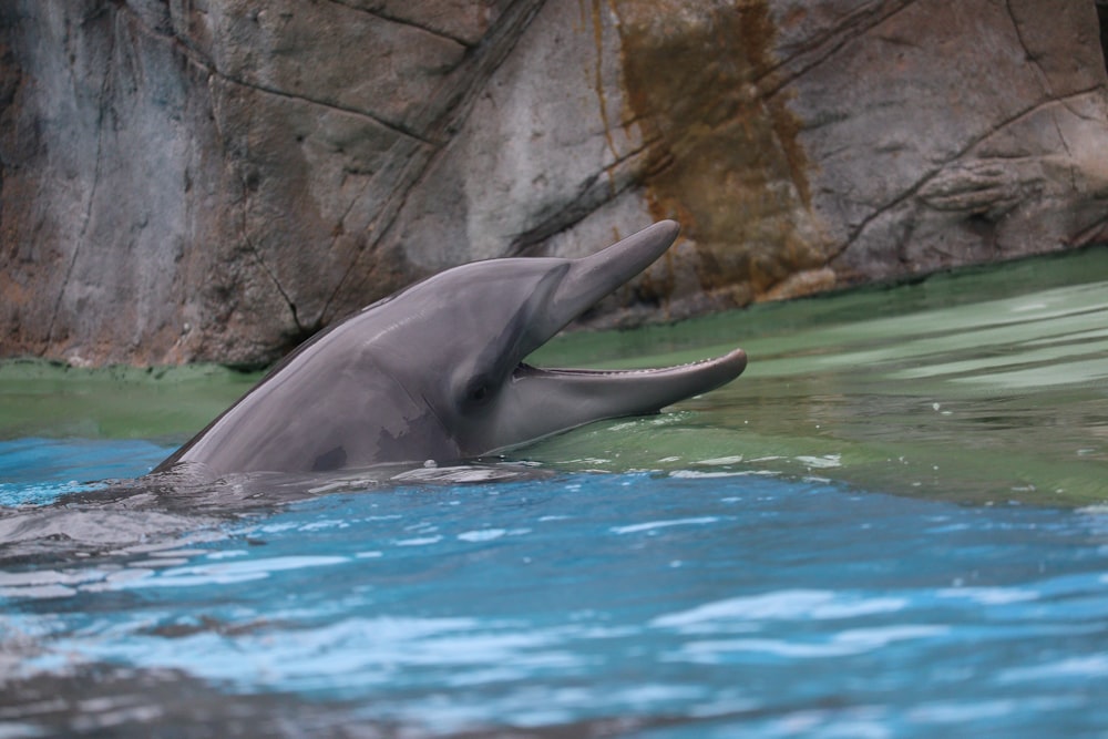 a dolphin swimming in a pool of water