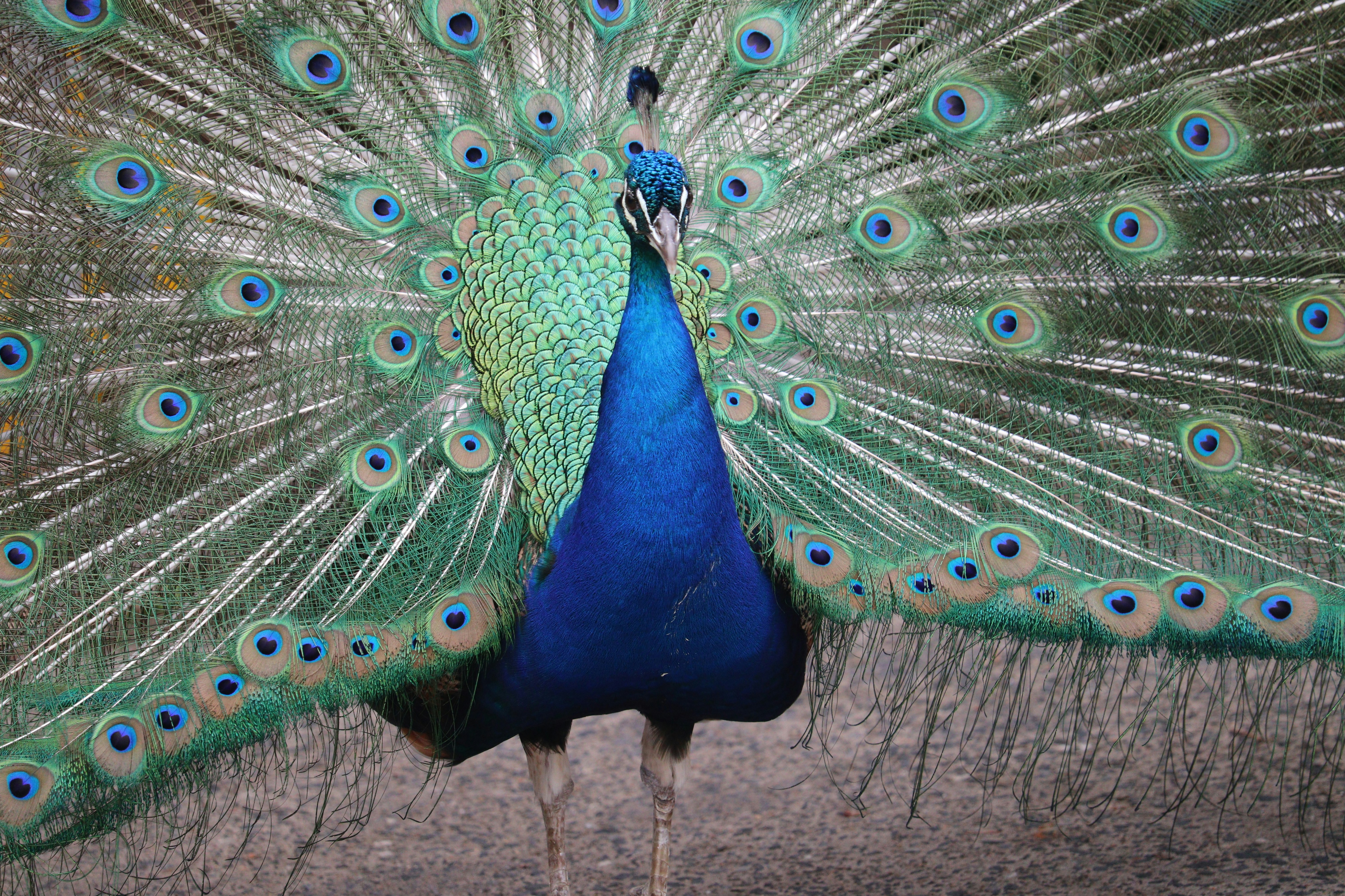 Peacock socks