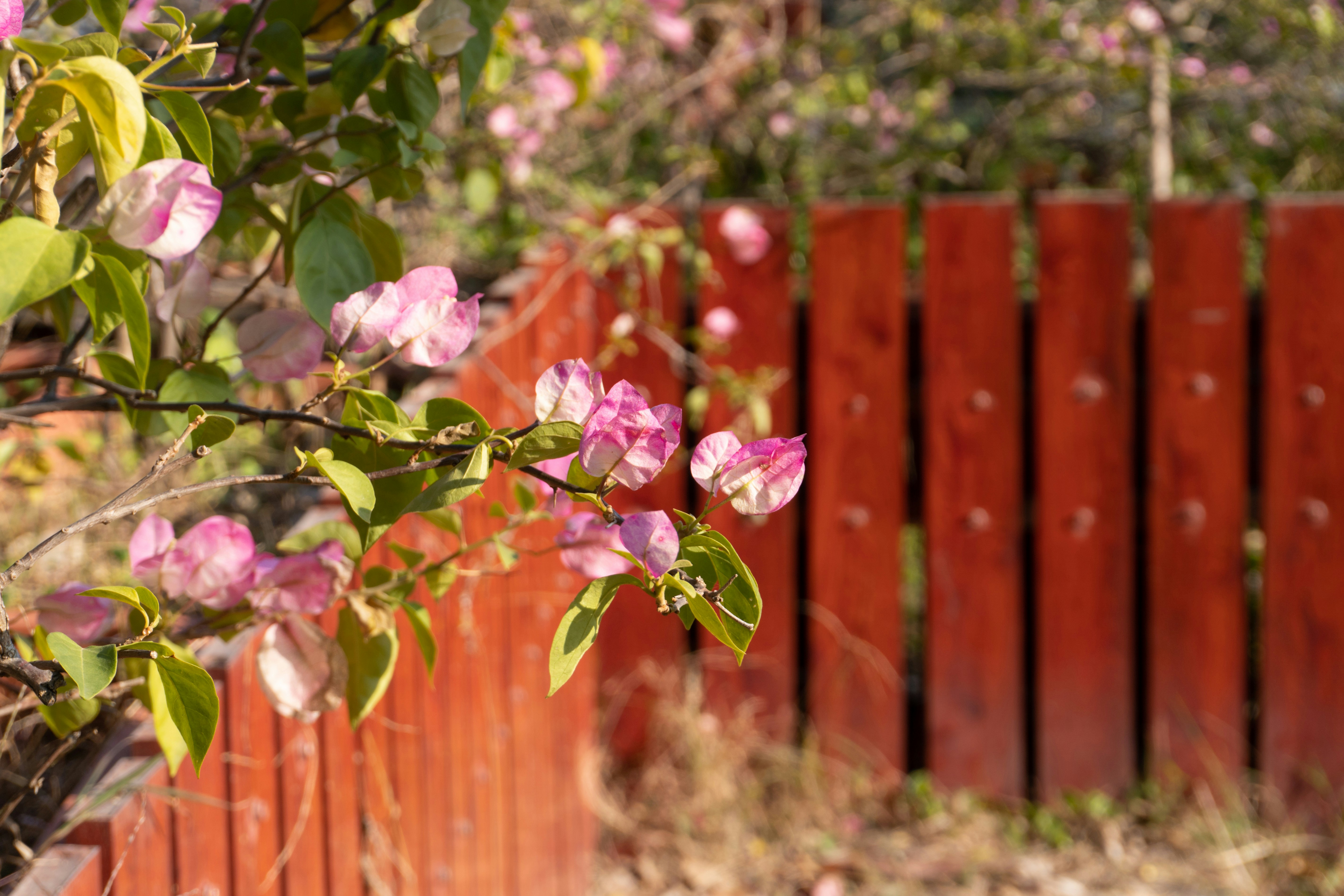 10 Fence Care Maintenance Tips for Spring Weather Preparation
