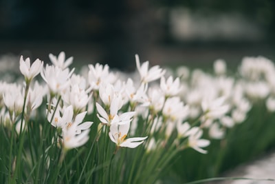 A quiet moment captured in nature with muted altrose and white flowers gently swaying in light breeze.