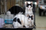 Two black and white cats with striking yellow eyes are inside a wire cage. One cat is sitting upright at the back while the other is crouched in the front. The background includes another cat, partially visible, and some out-of-focus objects, possibly a vehicle.