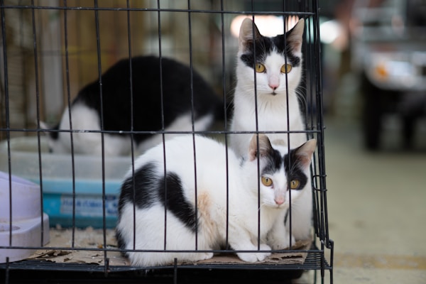 Two black and white cats with striking yellow eyes are inside a wire cage. One cat is sitting upright at the back while the other is crouched in the front. The background includes another cat, partially visible, and some out-of-focus objects, possibly a vehicle.