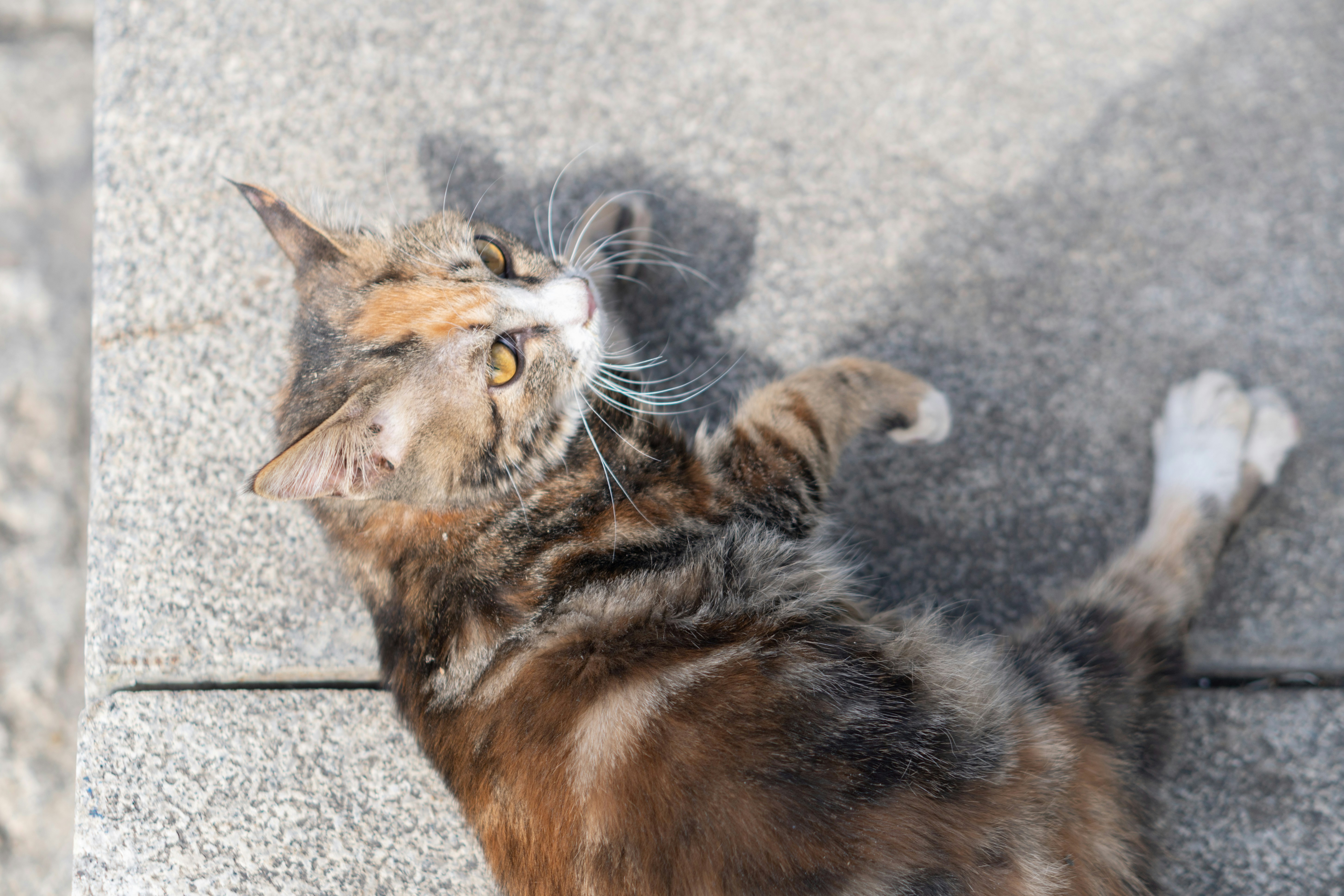 a cat laying on the ground looking up