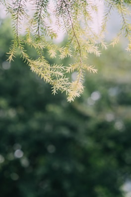 Energy healing session with pendulum therapy, set against a backdrop of vibrant green foliage.