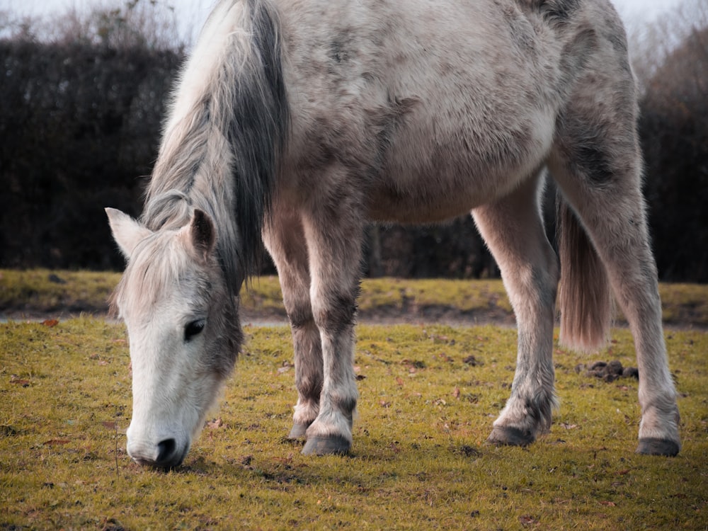 Ein weißes Pferd steht auf einem saftig grünen Feld