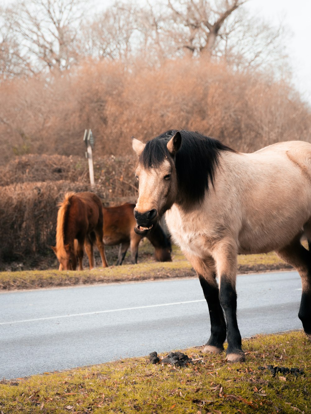 Un cavallo in piedi sul ciglio di una strada