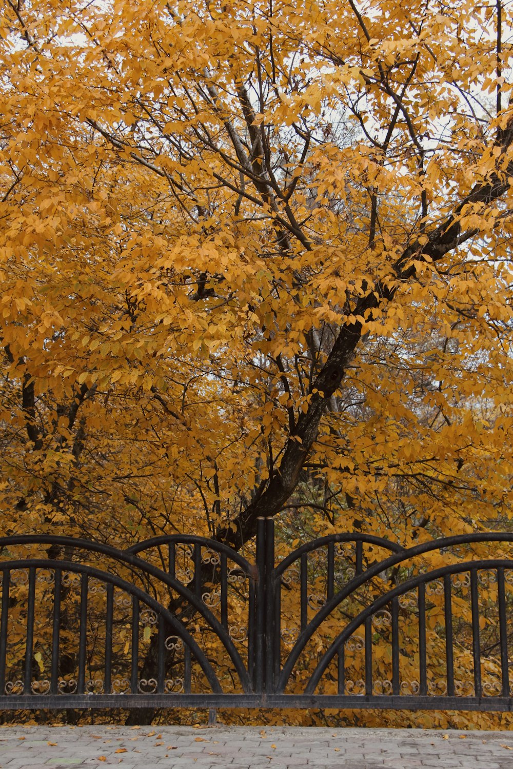a tree with yellow leaves in front of a gate