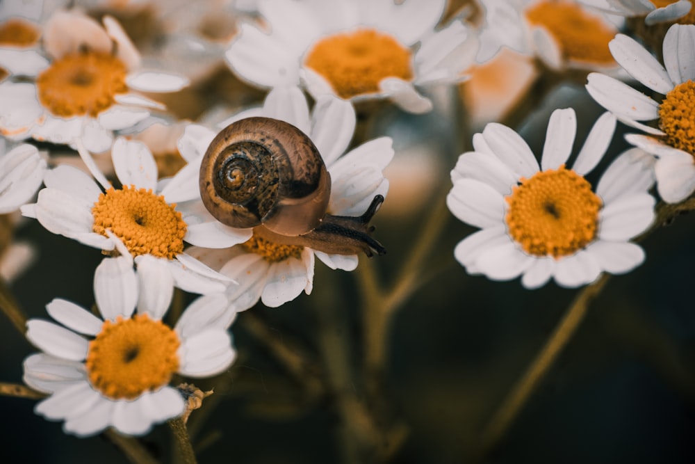 a snail sitting on top of a bunch of white and yellow flowers