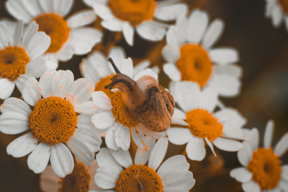 a bird sitting on top of a bunch of white and orange flowers