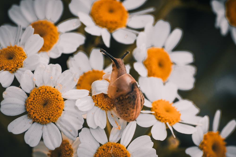 a close up of a bird on a bunch of flowers