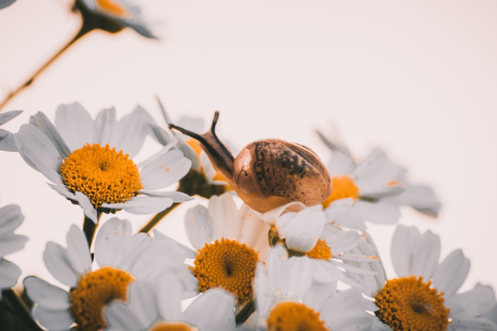 a snail sitting on top of a bunch of white and yellow flowers