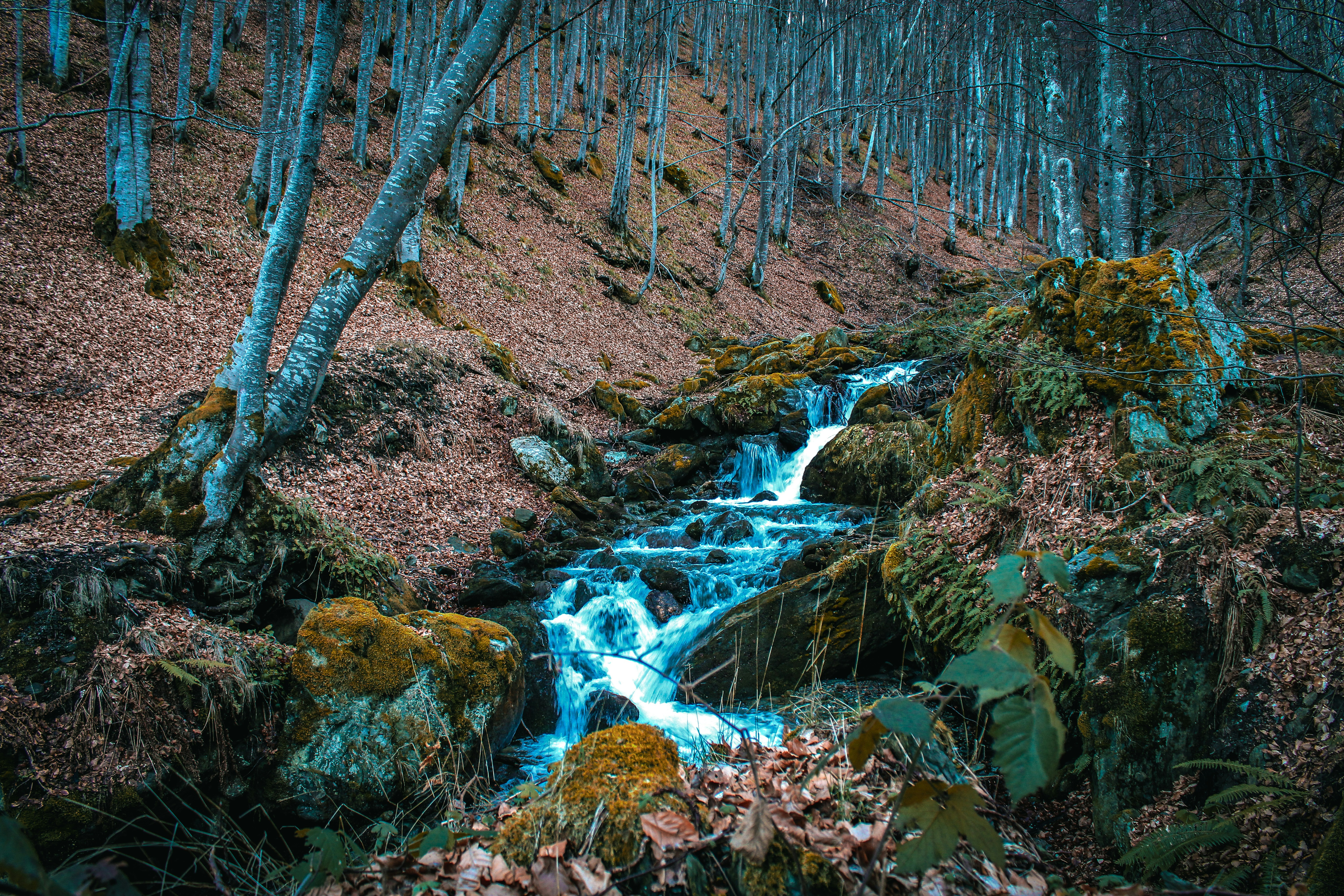 Photo by olsibelba