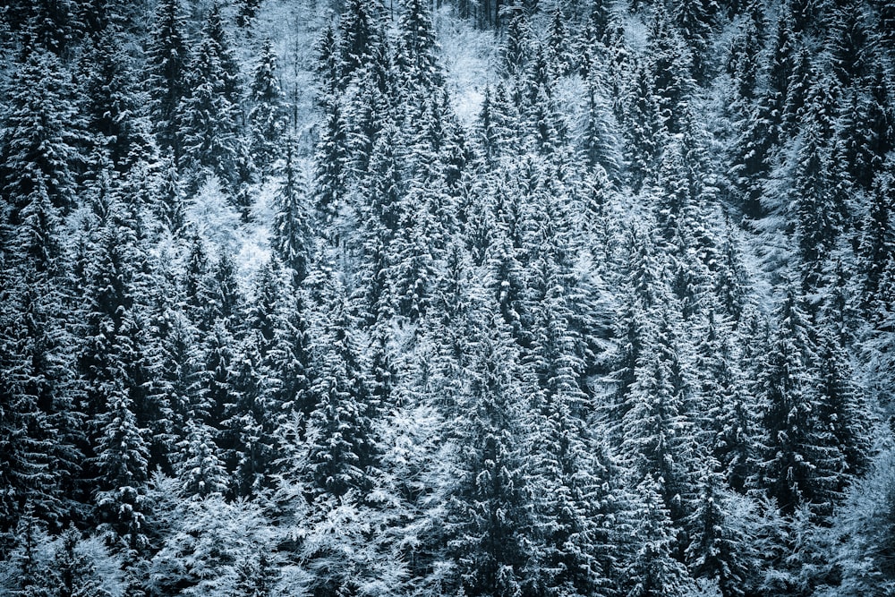 a group of pine trees covered in snow