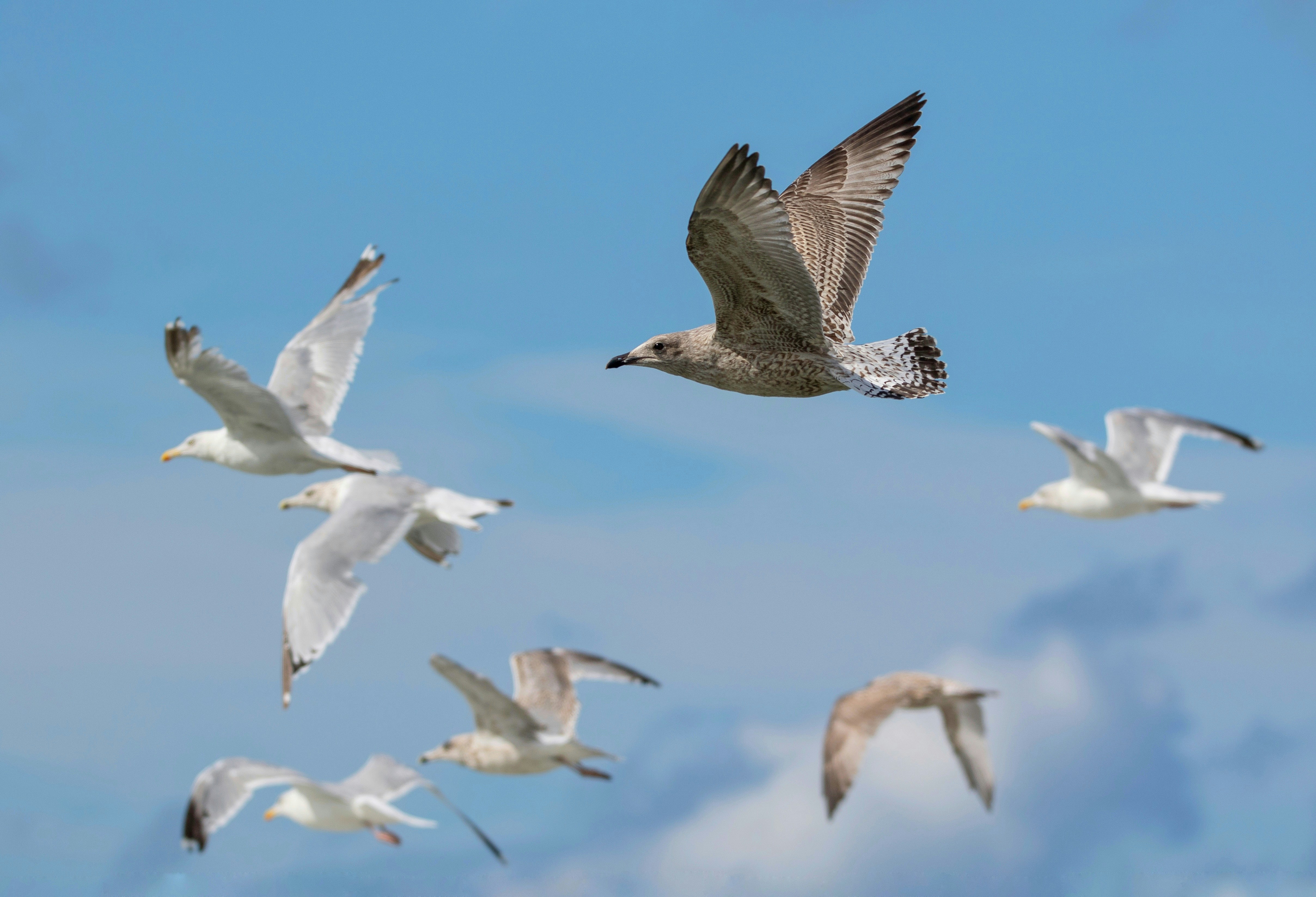 a flock of birds flying through a blue sky