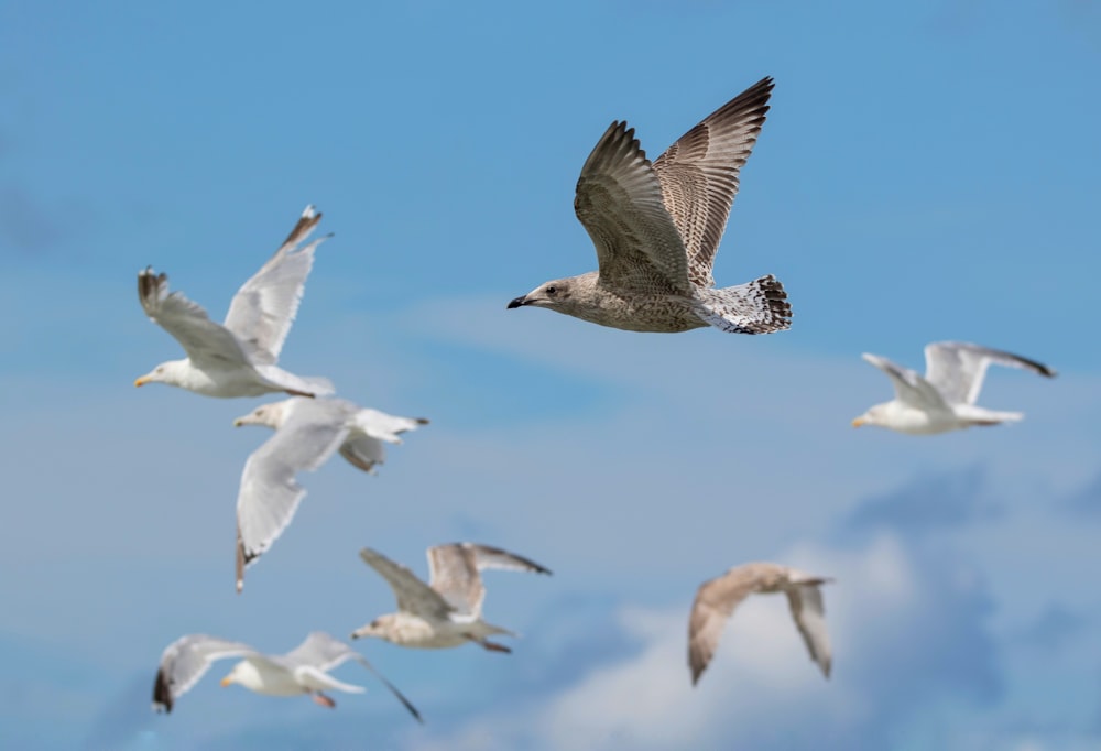 a flock of birds flying through a blue sky