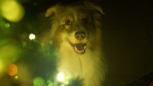 Smart Pet Collar