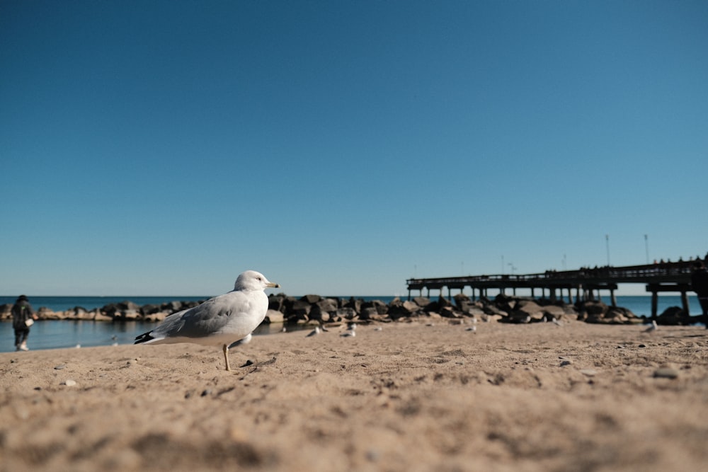 a seagull standing on a sandy beach next to a pier