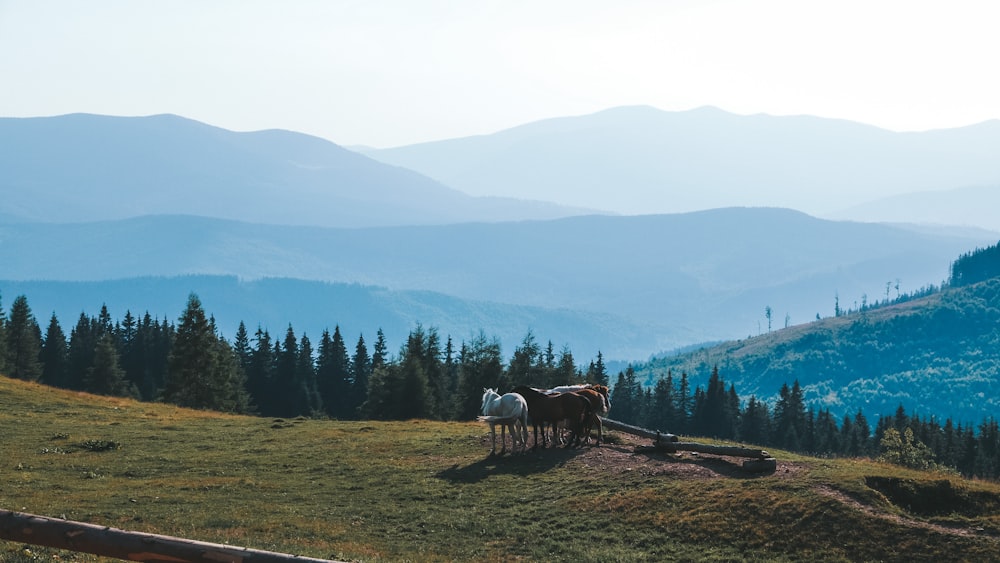 a couple of horses standing on top of a lush green hillside