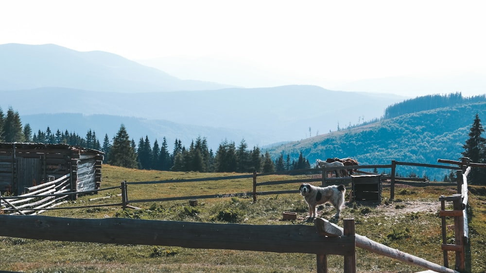 a horse standing on top of a lush green hillside