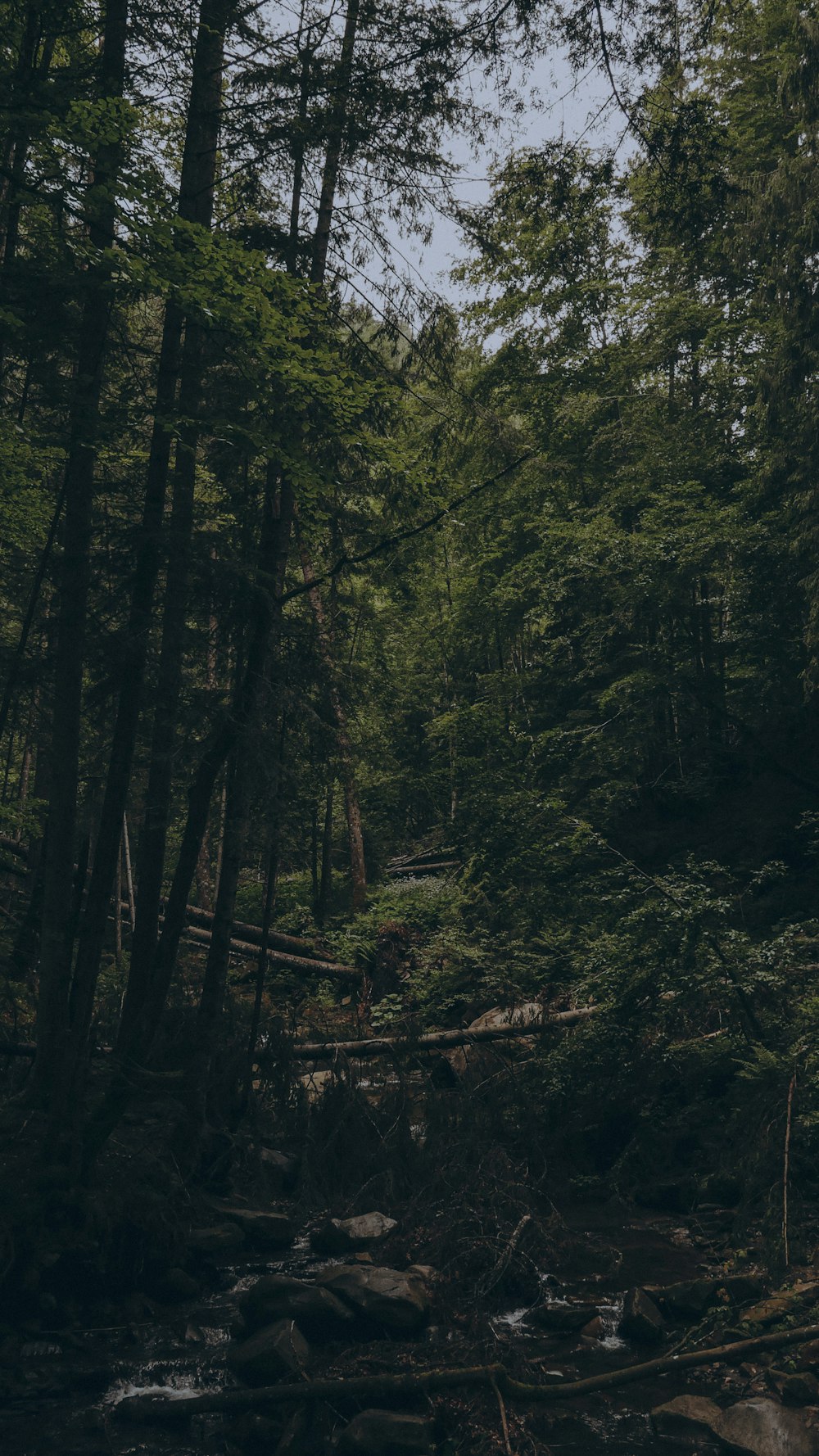 a forest filled with lots of trees and rocks