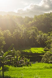 Lush green rice terraces in Bali with a backdrop of dense jungle under soft sunlight.