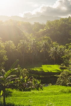 Lush green rice terraces in Bali with a backdrop of dense jungle under soft sunlight.