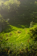 A scenic rice terrace with vibrant green fields under sunlight.