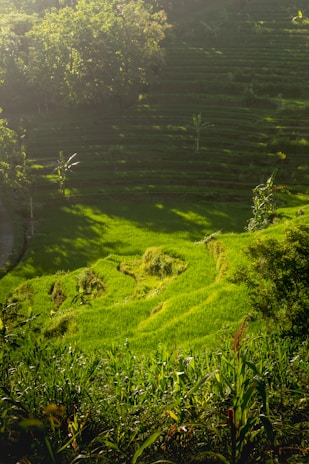 A lush green rice terrace in the mountains, bathed in golden afternoon light.
