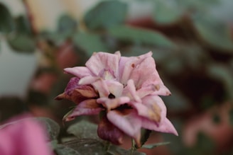 A close-up of a wilted flower among scattered debris.