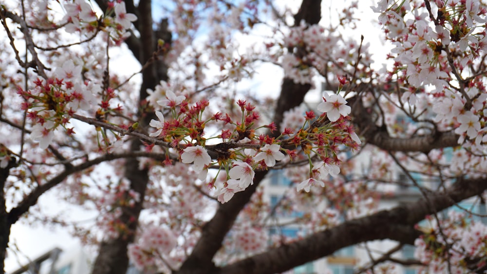 a tree with lots of white and red flowers