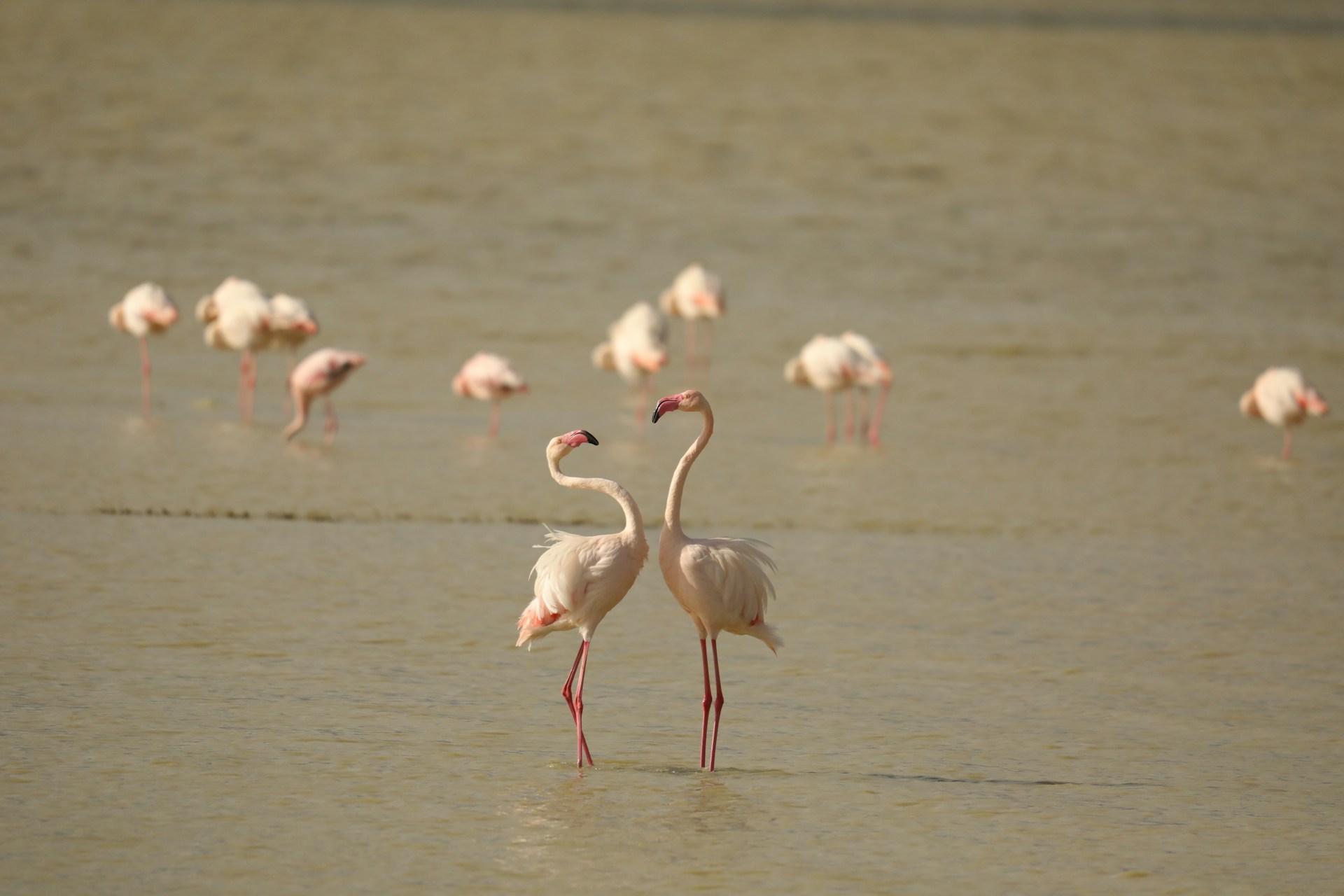 a group of flamingos standing in shallow water