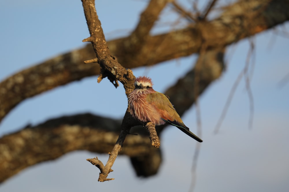 a small bird perched on a branch of a tree