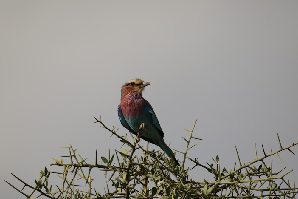 a colorful bird perched on top of a tree