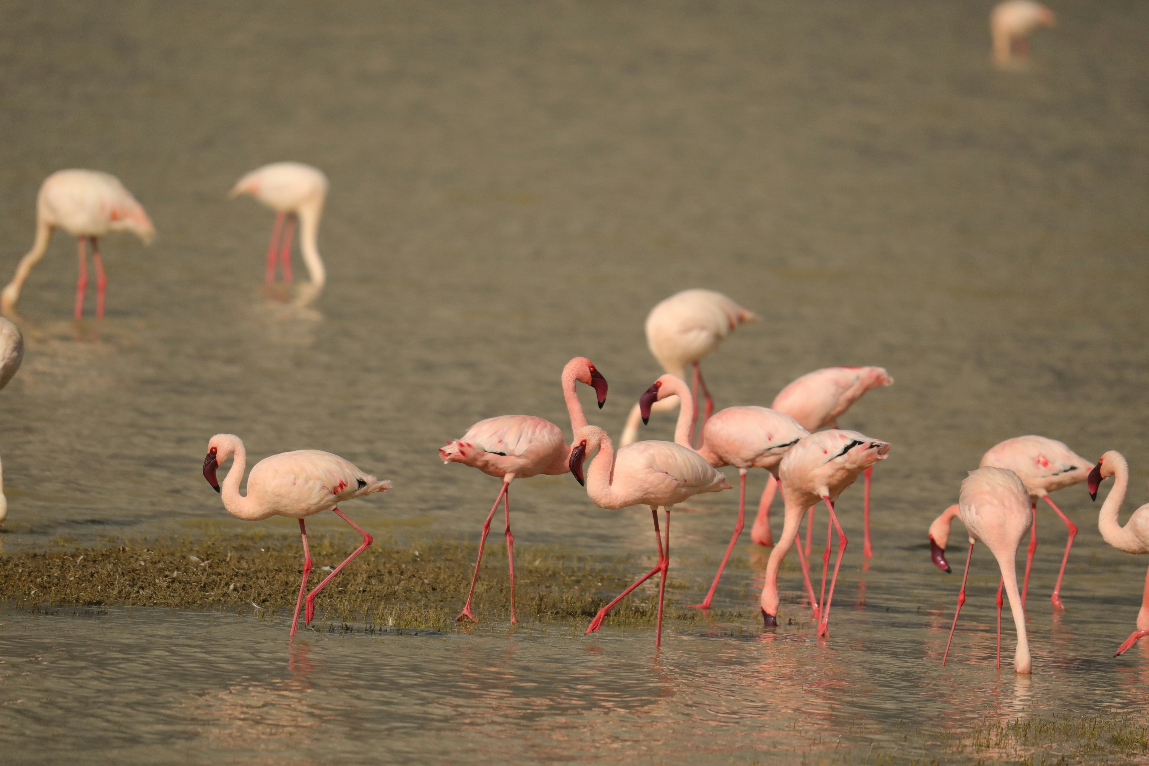 Lake Manyara National Park