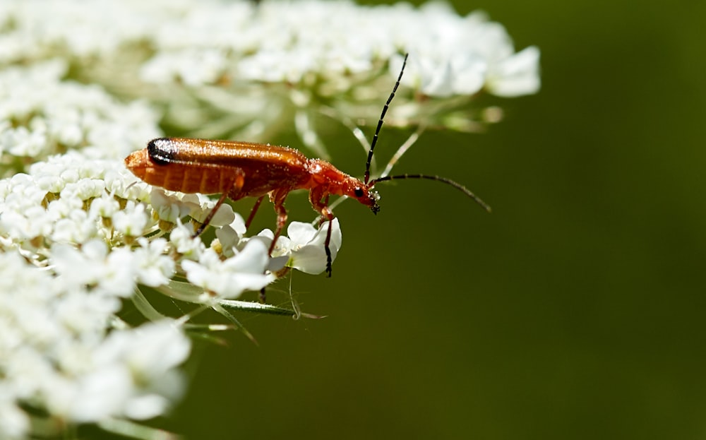 a close up of a bug on a flower