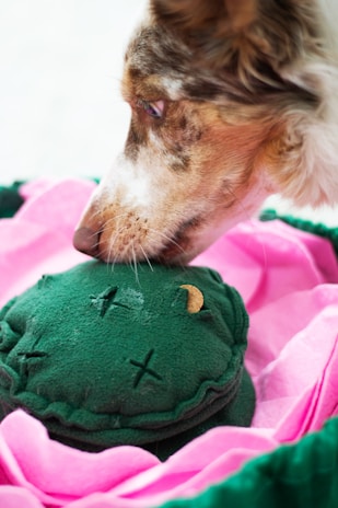 A dog with a speckled coat is closely examining a green plush toy that resembles a cactus, which is placed on a pink fabric surface.