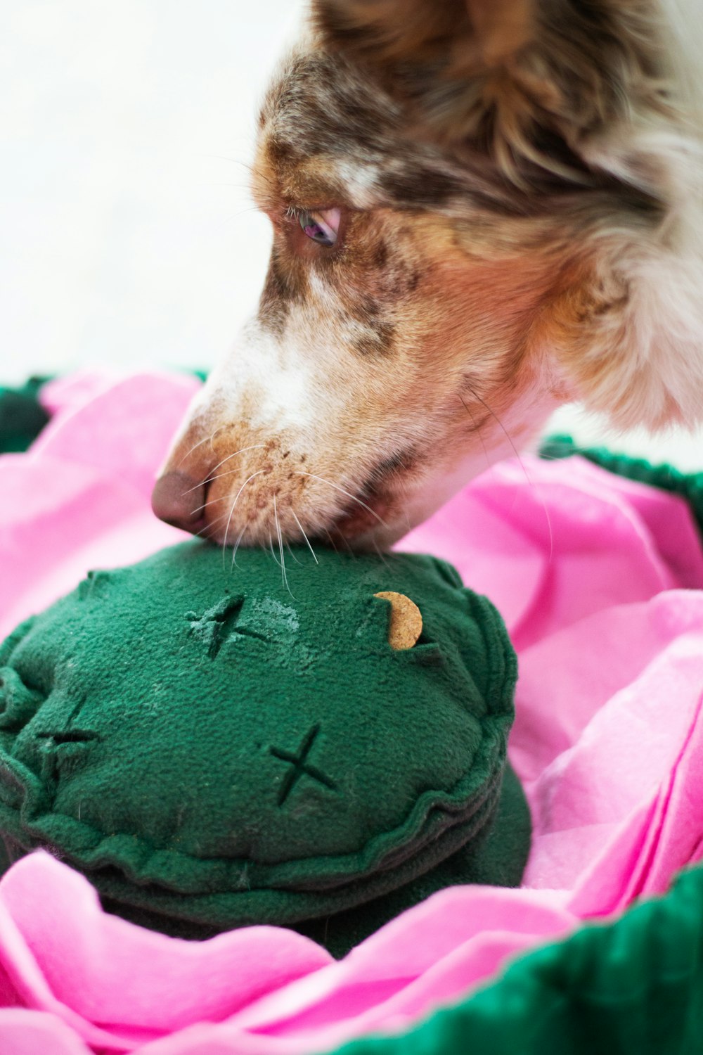 a dog playing with a green stuffed animal