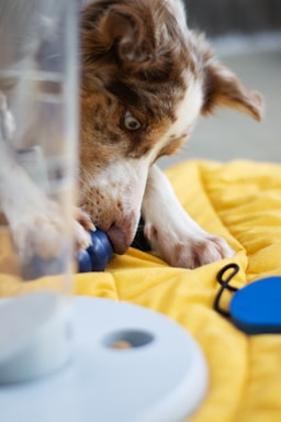 A dog intently focuses on a toy, which appears to be a blue ball. The dog, with a fluffy brown and white coat, is positioned on a bright yellow surface, with part of its face and paws visible. A blurred element in the foreground could be part of a dispenser or container.