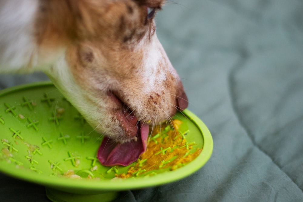 a dog eating food out of a green bowl