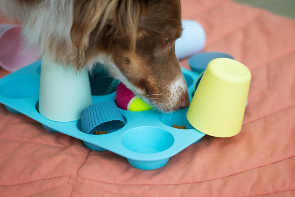 a dog playing with toys on a bed