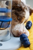 A brown and white dog intensely focuses on a puzzle feeder, engaging with a blue treat dispenser. The background features a yellow surface.