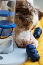 A brown and white dog intensely focuses on a puzzle feeder, engaging with a blue treat dispenser. The background features a yellow surface.