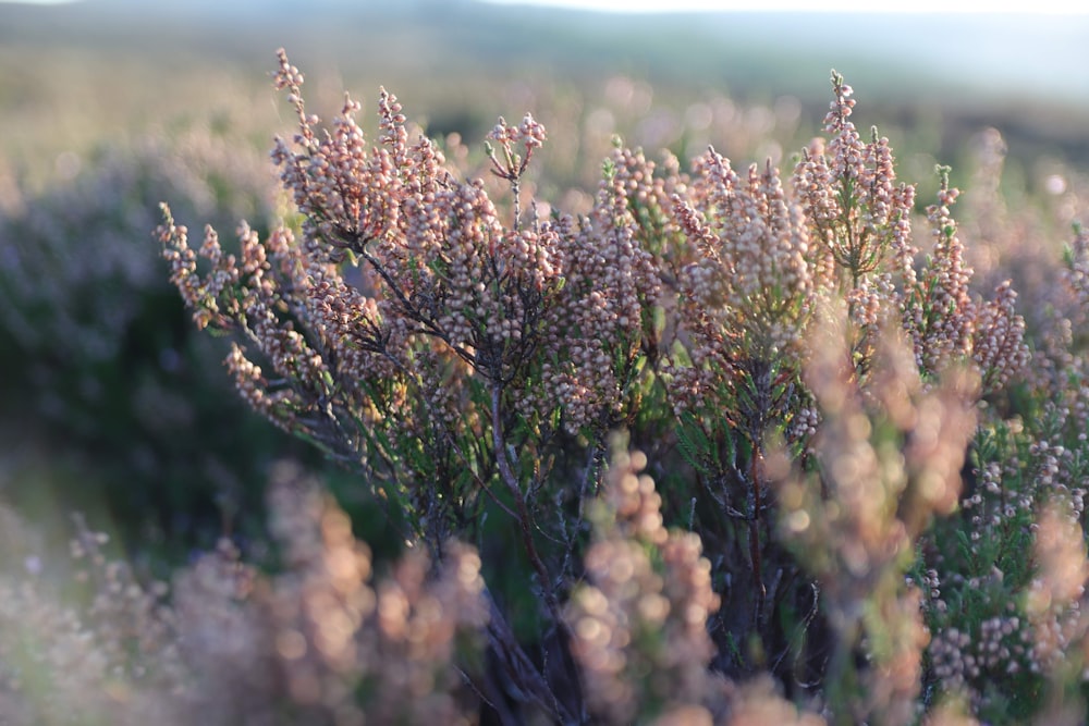 a bunch of plants that are in the grass