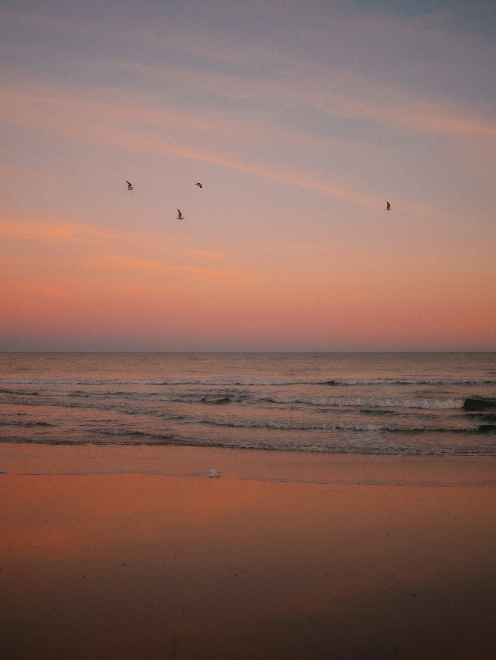 birds flying over the ocean at sunset